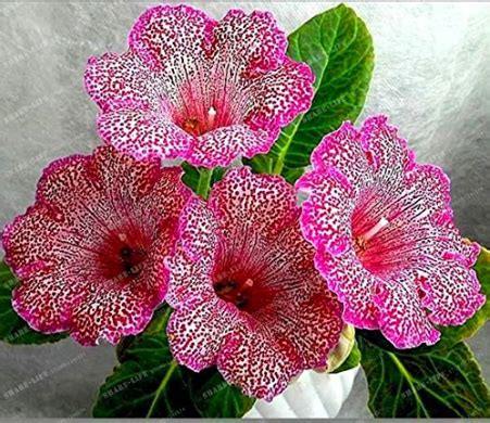 US$ 0.98 - Gloxinia Seeds Sinningia Gloxinia Flower Seed Home Bonsai ...