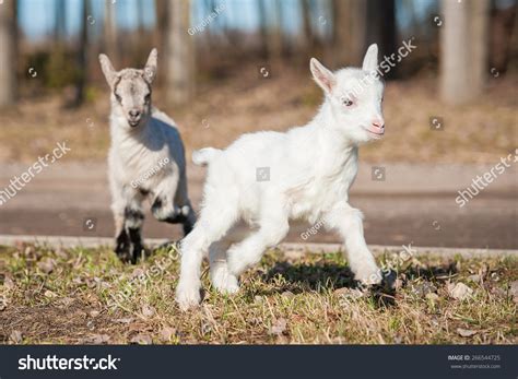 4,698 Baby goats playing Images, Stock Photos & Vectors | Shutterstock