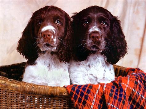 Black twin dogs desc | kitty.green66 | Flickr