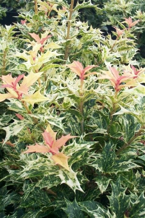 Osmanthus 'Goshiki' | Plants, Evergreen plants, Evergreen shrubs