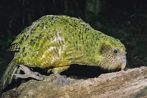 [PSA] The Kākāpō Are Here : HaveWeMet