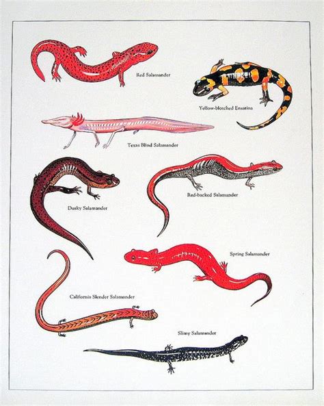 Newts and Salamaders Reptiles Et Amphibiens, Mammals, Dog Infographic, Illustration Botanique ...