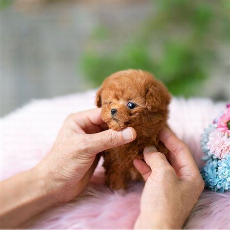 James Apricot Teacup Poodle in 2021 | Cute animals puppies, Poodle puppy, Red poodles