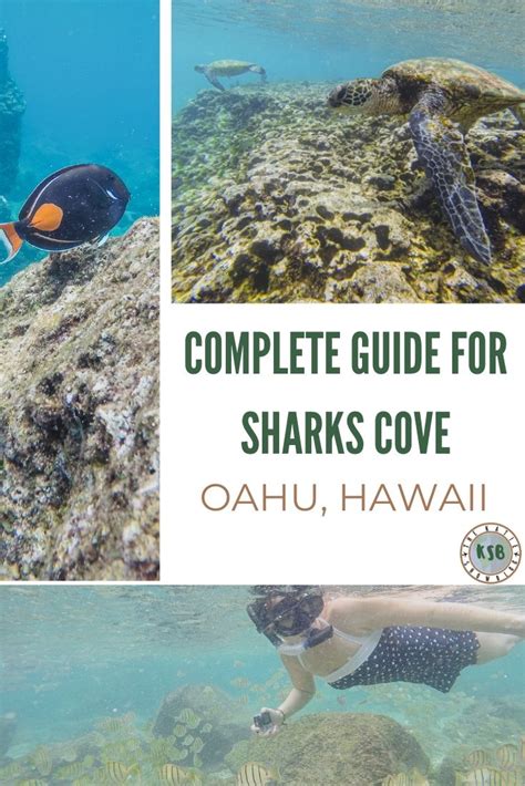 What You Need To Know About Snorkeling At Sharks Cove On Oahu