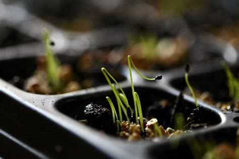 How To Grow Chives From Seed Indoors- Planting And Care - Farmhouse ...