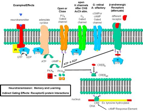 Pigg blog: phospholipase c