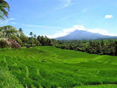 Gambar Pohon Pemandangan Alam Lingkungan Alami Hijau - vrogue.co