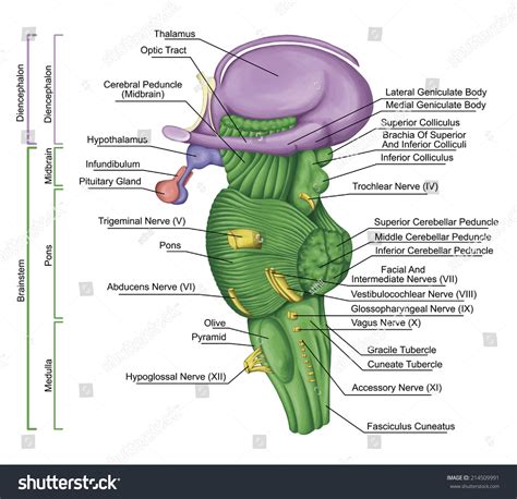 Brainstem, Brain Stem, Lateral View Posterior Part Of The Brain ...