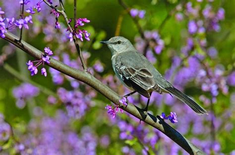 Pin by Rita McCollum on Birds | Pinterest