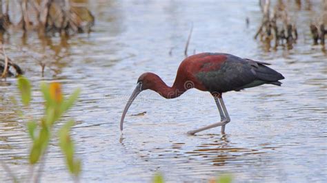 Glossy Ibis in Breeding Plumage Feeding in Shallow Water Stock Image ...