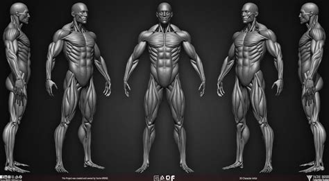 Male Human Muscles 3D Model by yacine brinis by YacineBRINIS on DeviantArt