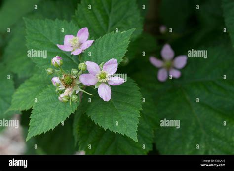 Rubus fruticosus. Thornless Blackberry 'Chester' flowers in june Stock ...