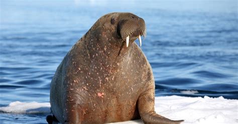 What Do Walruses Eat? 14 Foods in Their Diet - IMP WORLD