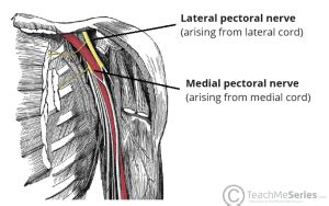 The Medial Pectoral Nerve - Course - Functions - TeachMeAnatomy