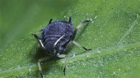 Black Aphids Pictures - AZ Animals