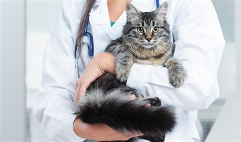 Medical and Radition Services for Pet Cancer Treatment - Upstate Vet