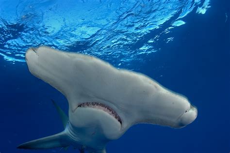 Hammerhead sharks roll over and swim sideways to save energy | New Scientist