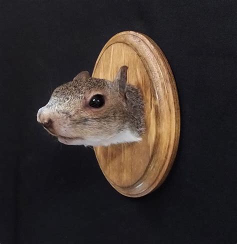 A personal favorite from my Etsy shop https://www.etsy.com/listing/484657254/squirrel-head ...