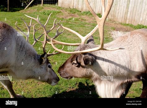 Erweitern Leere Prominent reindeer male and female Voll Pfeilspitze Effektiv