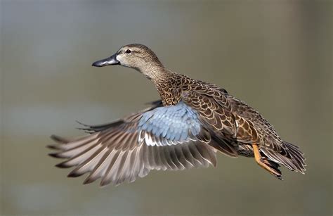 Blue-winged Teal Teal Duck, Blue Winged Teal, Bird Hunting, Blue Wings, Great Photographers ...