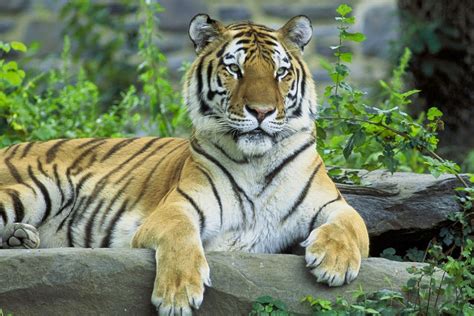 Tigre siberiano ~ Animales en peligro de extincion