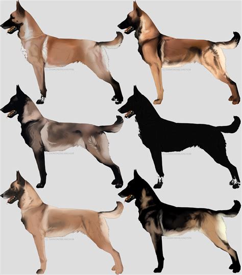 Belgian Malinois imports by CieloCadono on DeviantArt