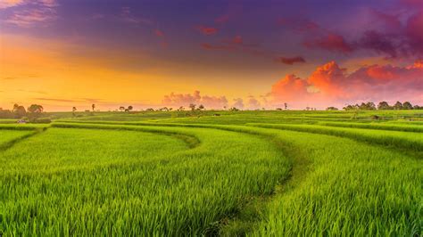 Rice Field Wallpapers - Top Free Rice Field Backgrounds - WallpaperAccess