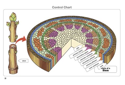 Montessori Materials: Parts of a Stem (Complete Set)