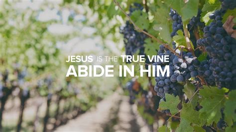 Jesus is the True Vine: Abide in Him and Bear much Fruit - Christ's ...