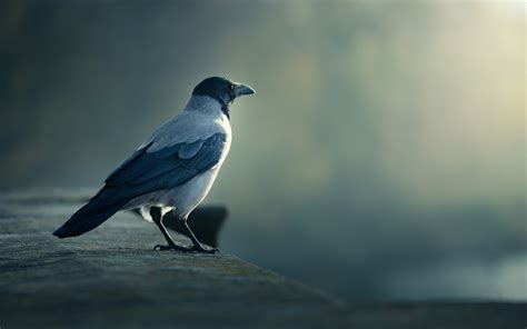 Crow Wallpapers - 4k, HD Crow Backgrounds on WallpaperBat