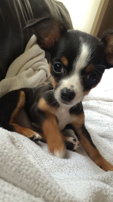 Oh Yeah! Adorable Puppies! - chihuahua puppy :) Submitted by camilajauregui