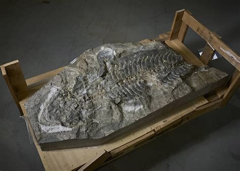 Scientists identified a 240-million-year-old fossil of a giant lizard ...