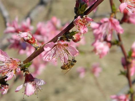 Peaches: Plant Care and Collection of Varieties - Garden.org