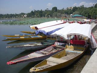 CHINAR SHADE : MANASBAL LAKE OF KASHMIR