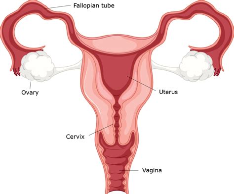 Female reproductive system | healthdirect
