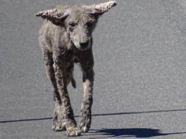 'Zombie' Coyotes? Sightings Of Sick Animals Spark Suburban Warnings ...