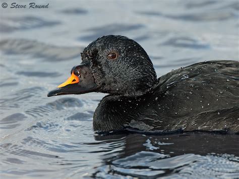 Steve Round Wildlife Photography: Common Scoter