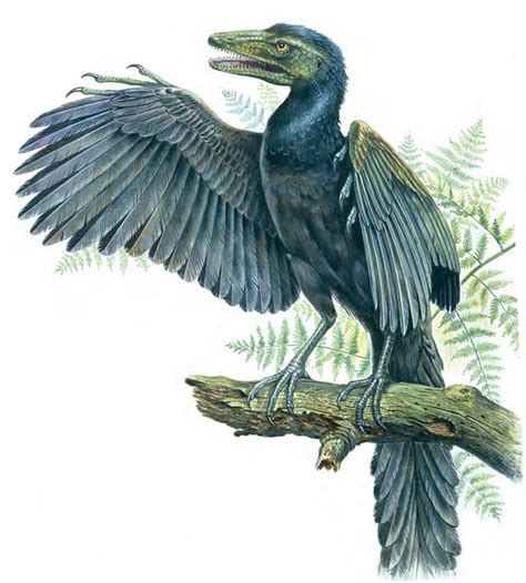 Archaeopteryx Bird | Extinct Animals