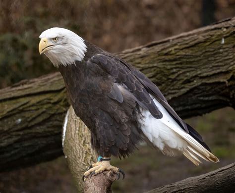 Bald Eagle Profile: Diet, Size & Lifespan (Ultimate Guide)