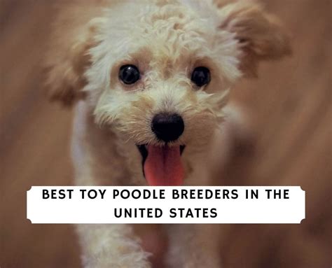 11 Best Toy Poodle Breeders in the United States!