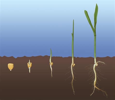 Corn Seed Germination, Illustration Photograph by Monica Schroeder