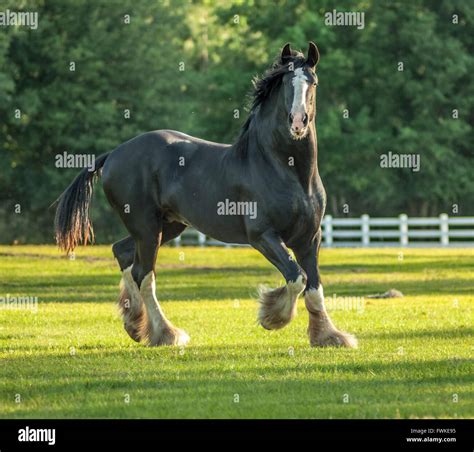 Shire Draft Horse stallion Stock Photo, Royalty Free Image: 101846561 - Alamy