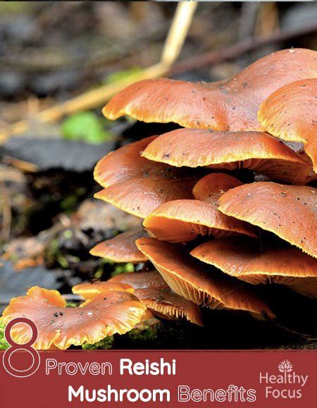 8 Proven Reishi Mushroom Benefits - Healthy Focus