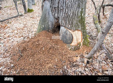 Porcupine poop piled at the base of a forest tree in Minnesota in the U.S Stock Photo - Alamy