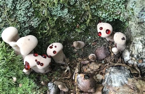 hydnellum peckii, 7/25/21 : r/mycology