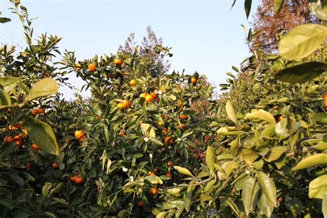 OnionHead's Colorful Life: Orange farm in Jeju Island