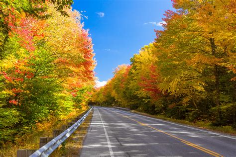 Forest Road In Fall Free Stock Photo - Public Domain Pictures