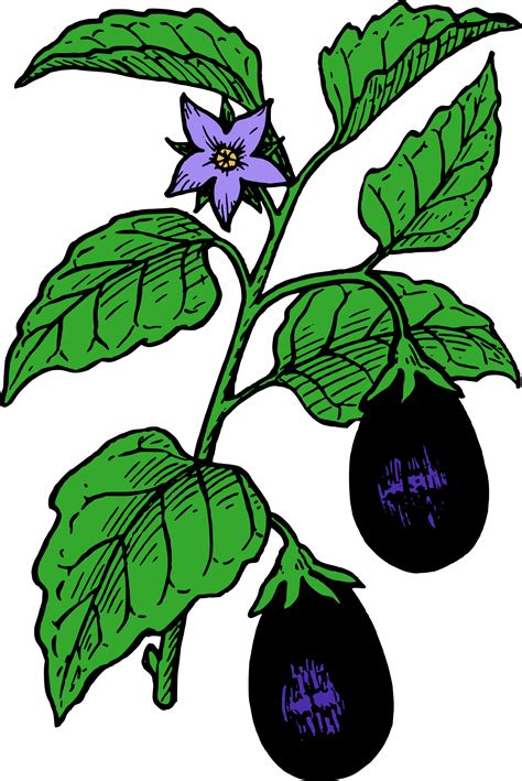 Free Eggplant Cliparts, Download Free Eggplant Cliparts png images, Free ClipArts on Clipart Library