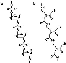 Chemical structure of (a) threose nucleic acid; (b) peptide nucleic ...