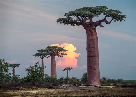 Famously resilient baobab trees have been dying off - Earth.com